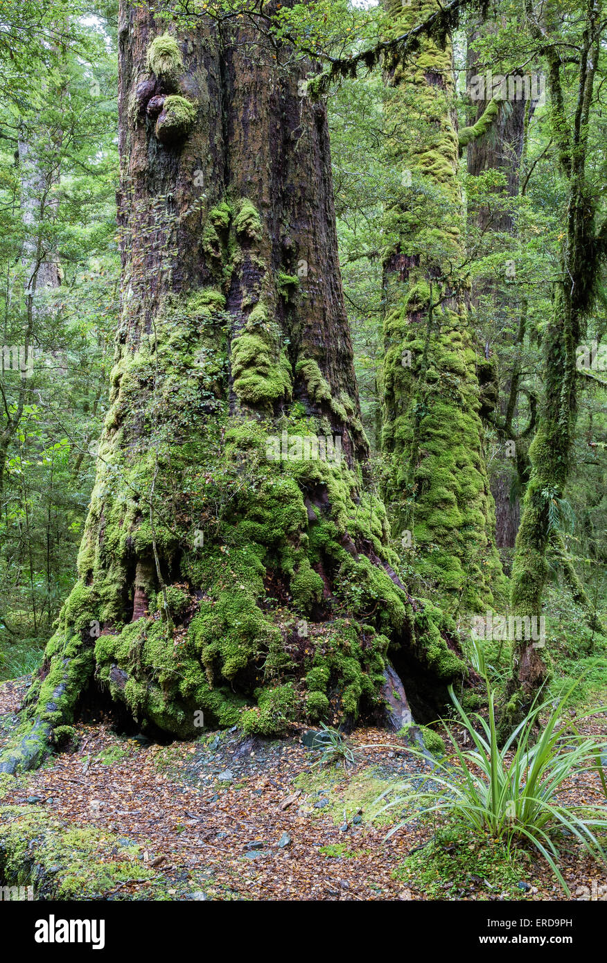 Moos bedeckt Stämme der alten Bäume am Lake Gunn in der Nähe von Milford Sound in Neuseeland Fjordland Südinsel Stockfoto