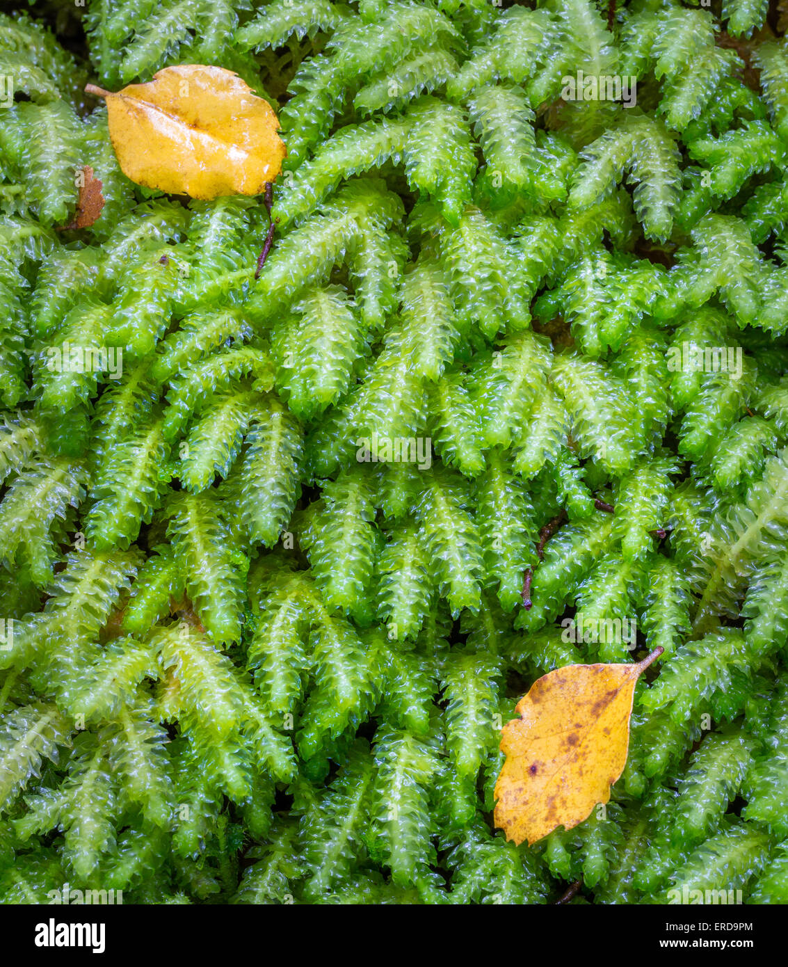 Üppigen Wachstum von Moos Schistochila Appendiculata im Wald in Fjordland Südinsel Neuseeland Stockfoto