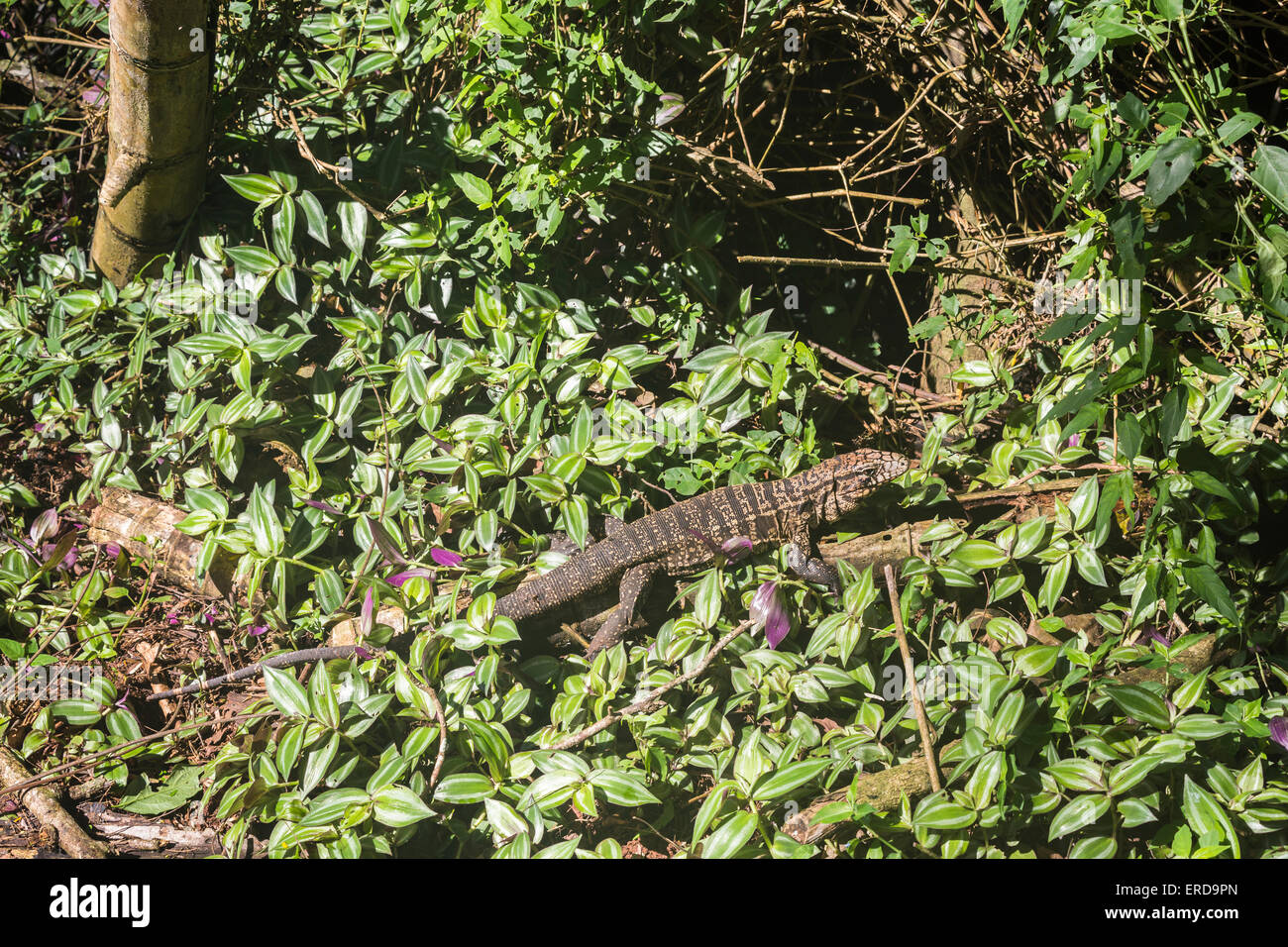 Tegus Eidechse, Salvator merianae, im Unterholz an der Iguazu National Park, die brasilianische Seite der Wasserfälle, Brasilien, Südamerika Stockfoto