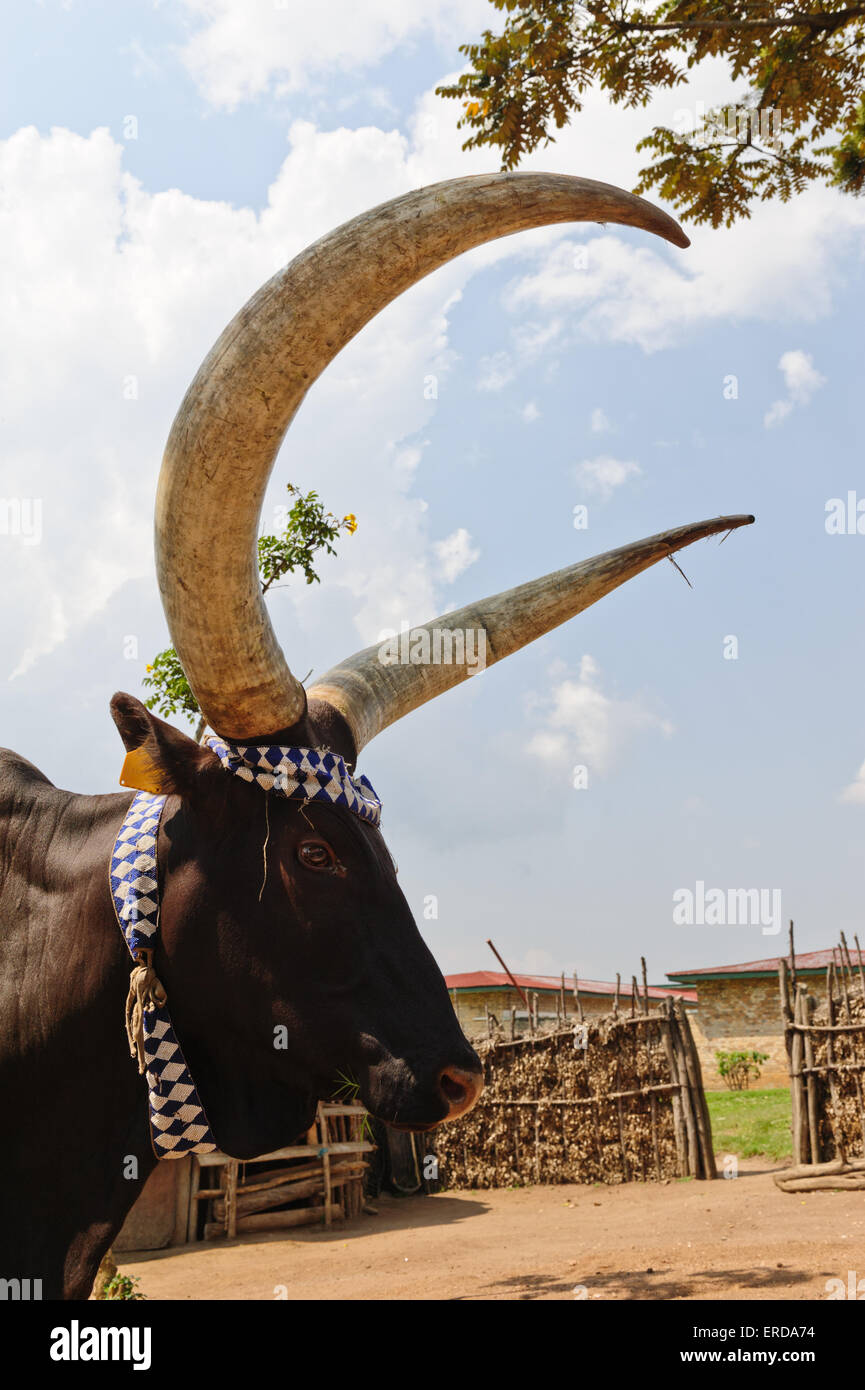 Heilige Kühe, (Rukari Inyambo) am Historischen Museum in Nyanza, Ruanda Stockfoto