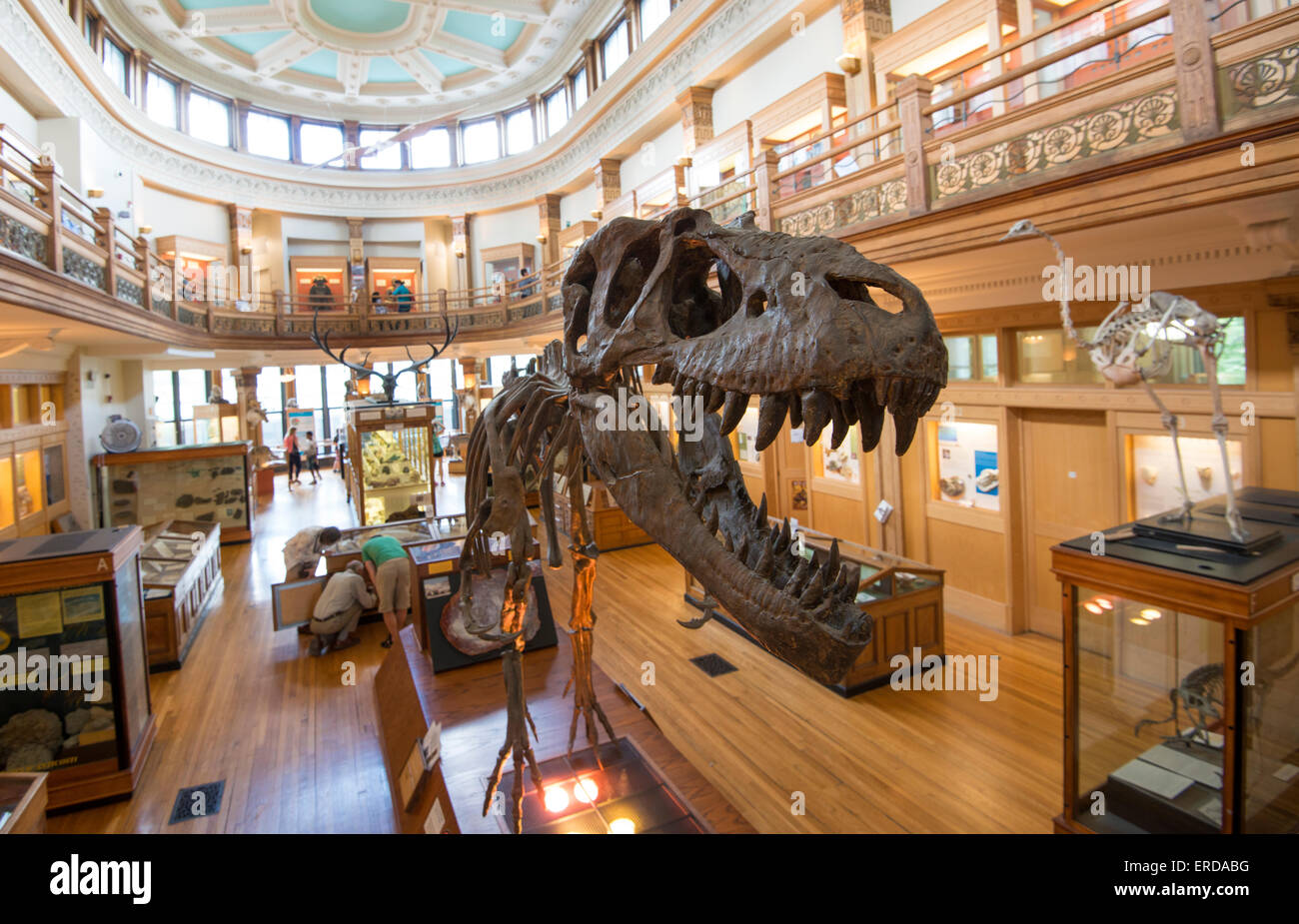 Familienspaß in Montreal, Quebec, Kanada. Redpath Museum. Bild der Dinosaurier Fossil. Stockfoto