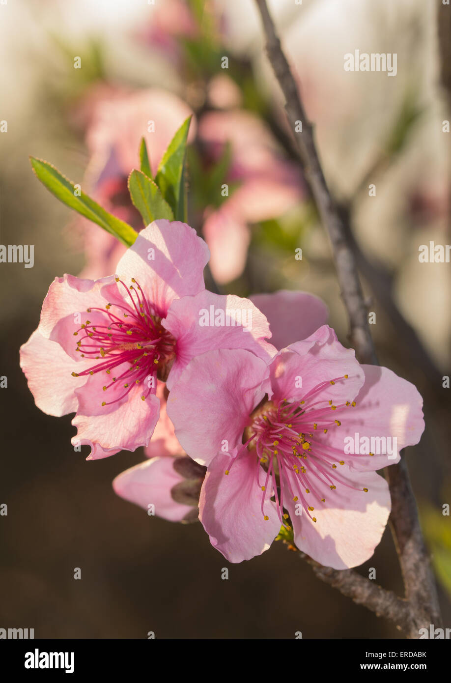 Pfirsich Blüten hinterleuchtet spät abends Sonne Stockfoto