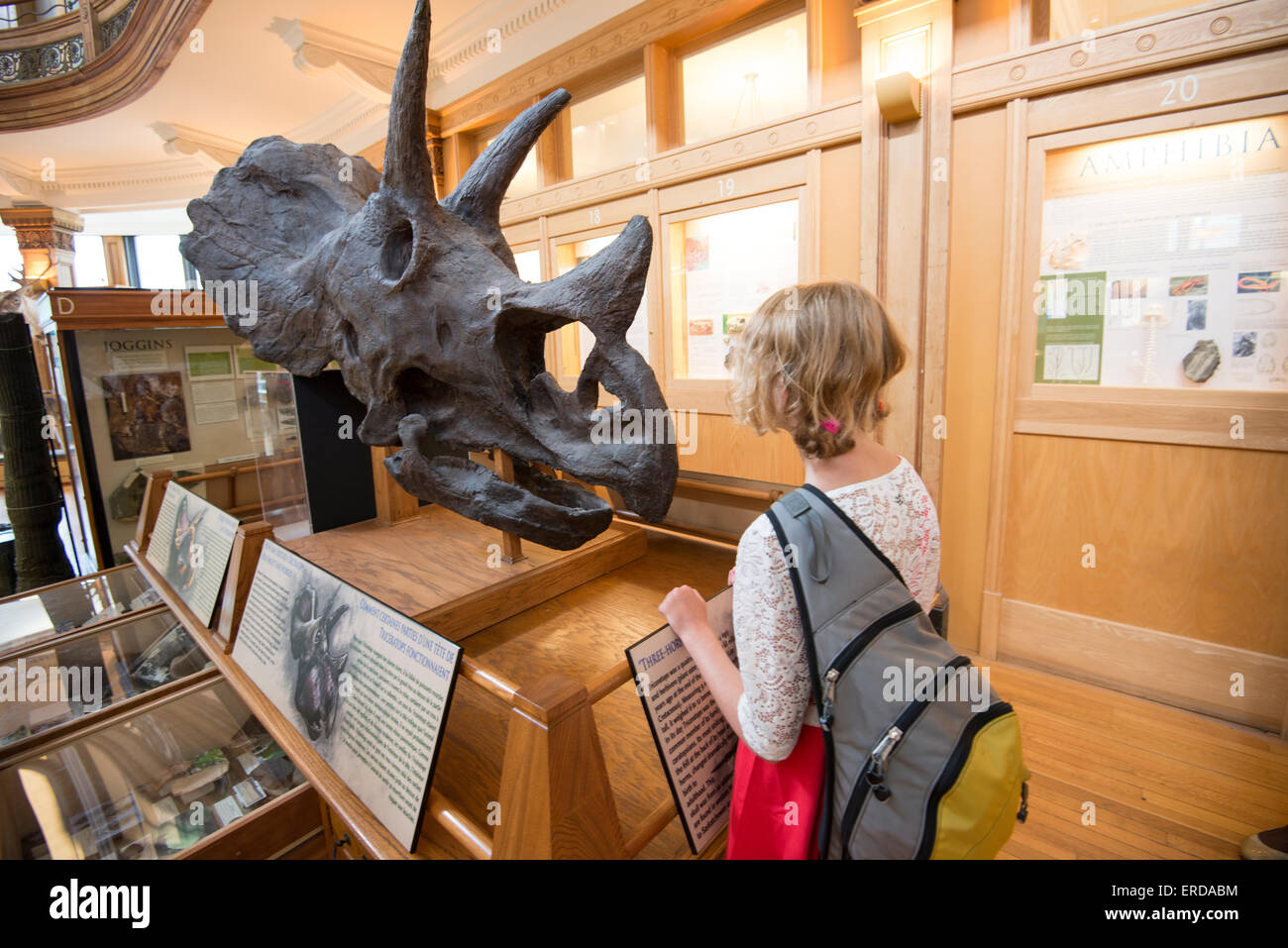 Familienspaß in Montreal, Quebec, Kanada. Redpath Museum. Mädchen beobachten Fossilien. Stockfoto