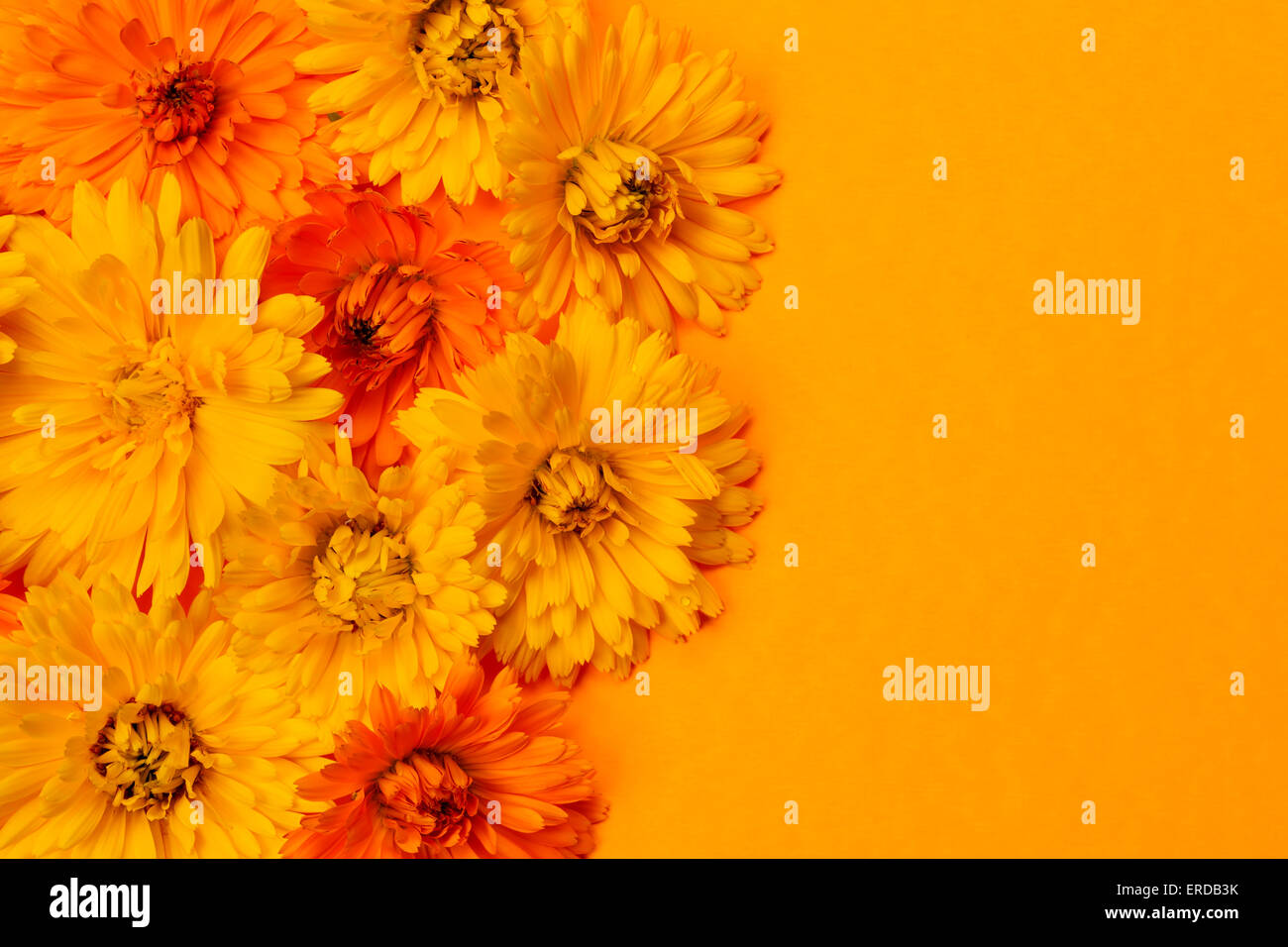 Gelb und orange Heilpflanzen Calendula oder Ringelblume Blüten als frische Blumen Hintergrund Stockfoto