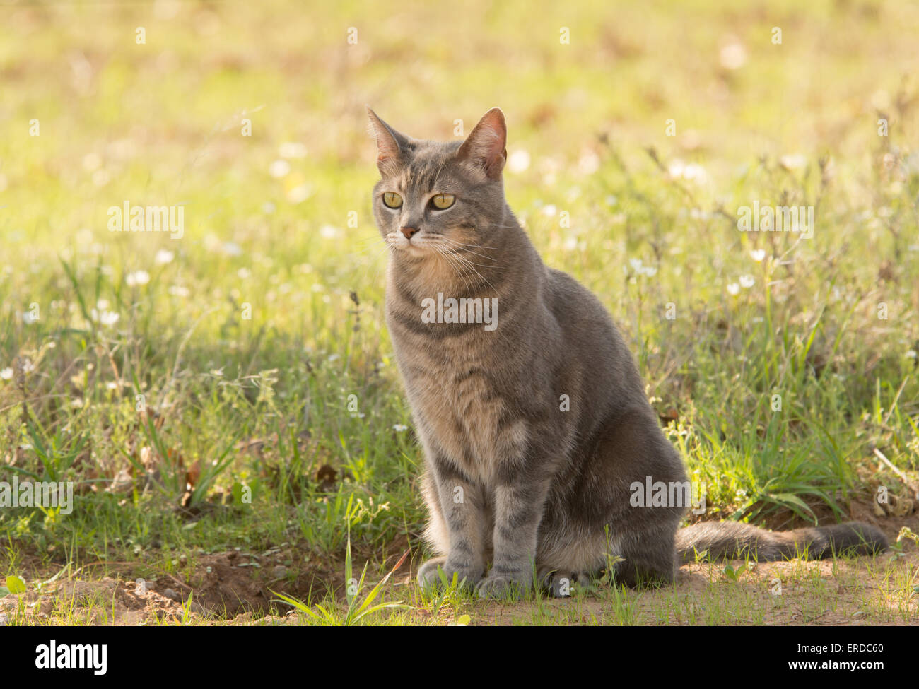 Blau Tabby Katze im Schatten im Frühjahr Stockfoto
