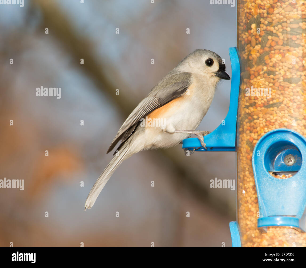 Tufted Meise auf der Suche nach Samen auf ein Futterhäuschen für Vögel Stockfoto