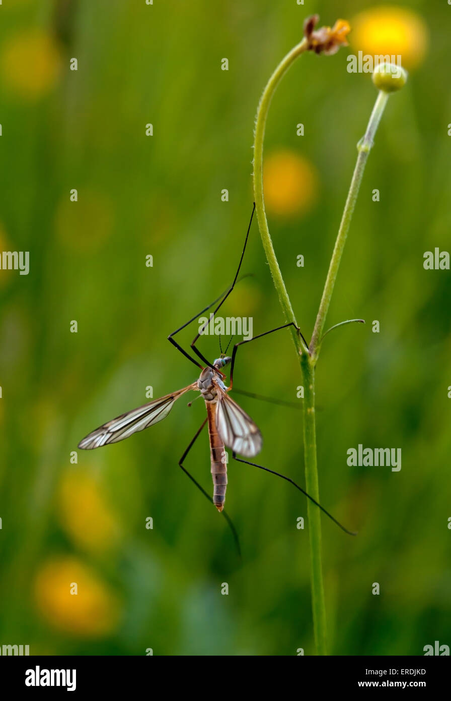 Moskito-Nematocera auf dem Rasen, auf grünem Hintergrund Stockfoto