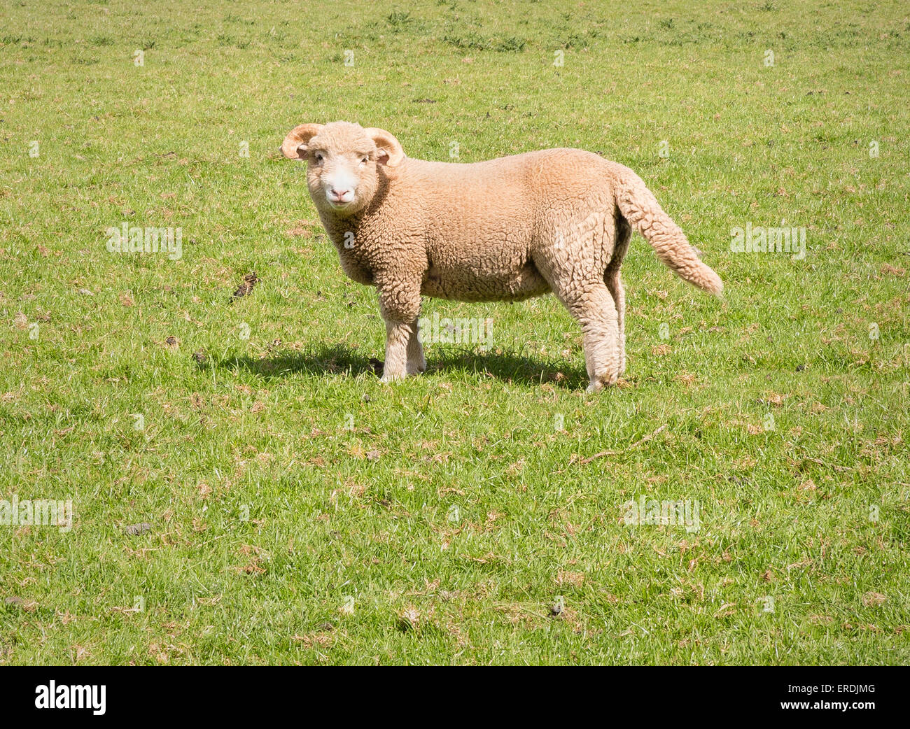 Schafe auf einer britischen Wiese nicht angedockte Schwanz Somerset UK Stockfoto