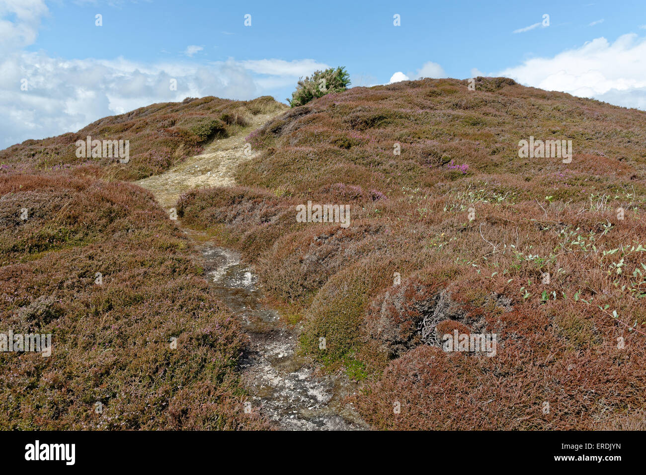 Bronzezeit Barrow, Headon Warren, Totland, Isle Of Wight, England Stockfoto