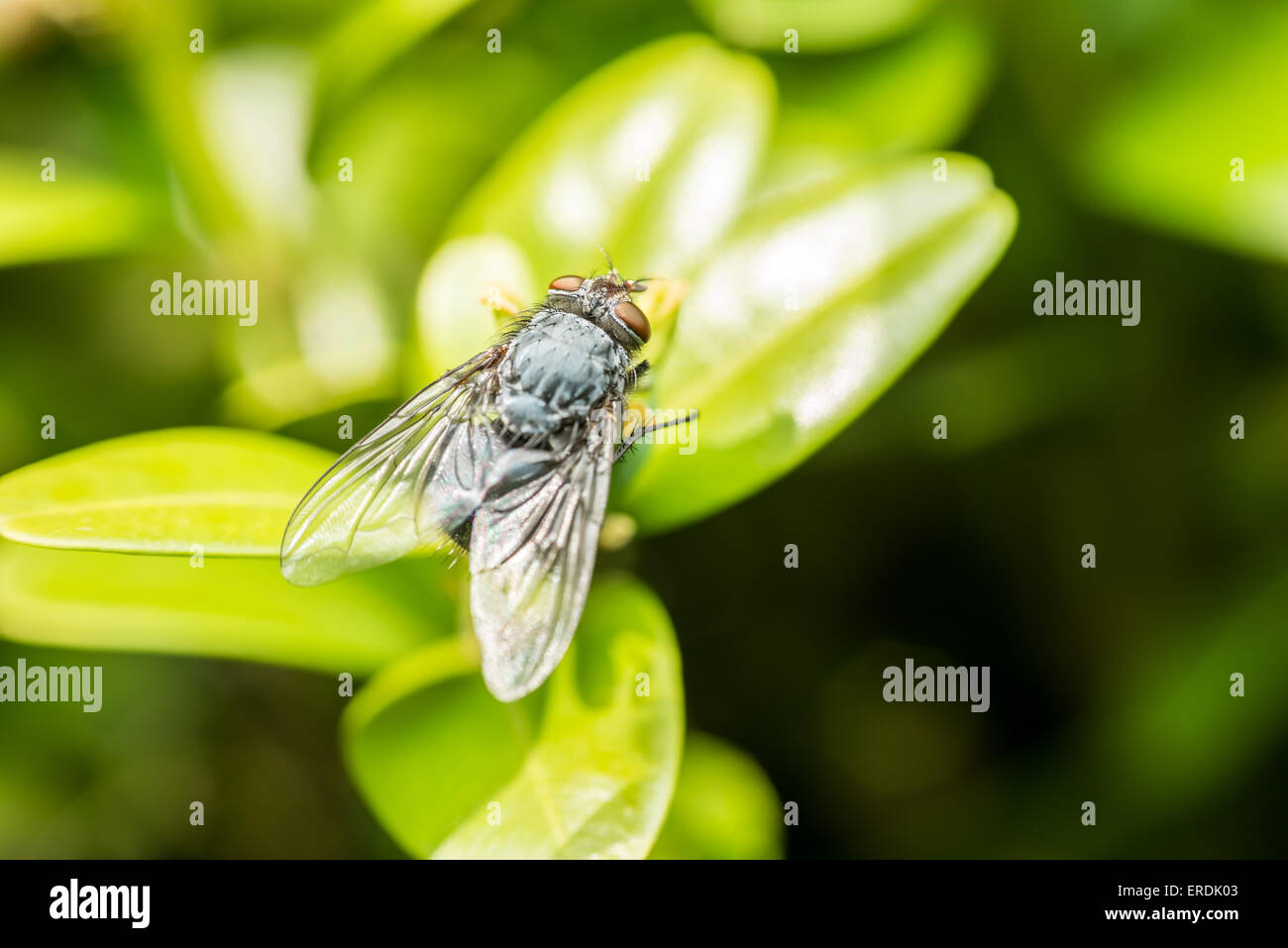 Gemeinsamen Stubenfliege Makro auf grünen Blätter Hintergrund Stockfoto