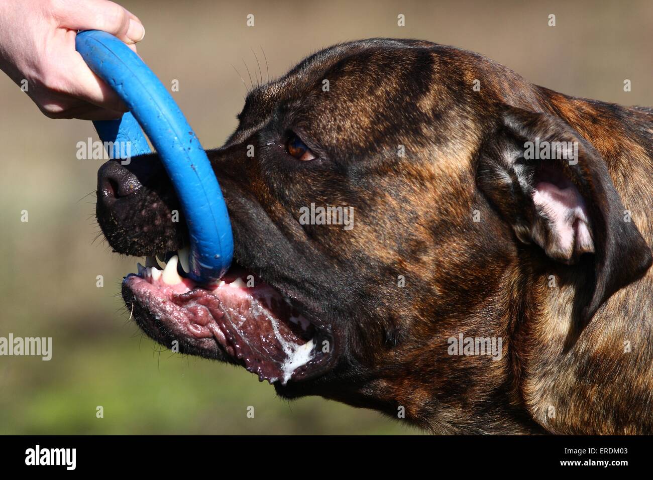 Dogo Canario Portrait Stockfoto