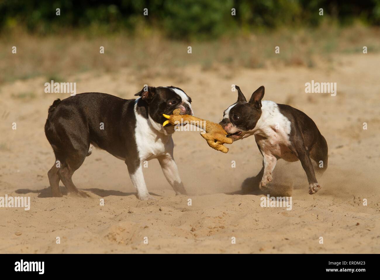 Boston Terrier spielen Stockfoto