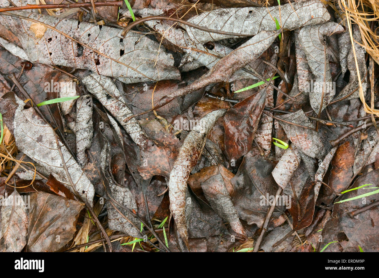 Natürlichen Hintergrund verfaulte Blätter verwelkt Stockfoto