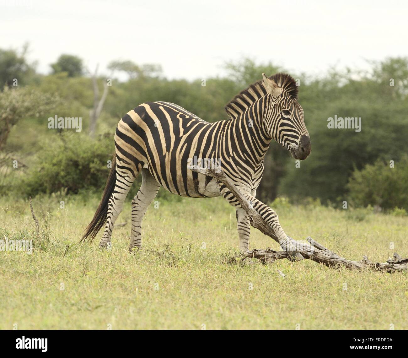 Zebra Stockfoto