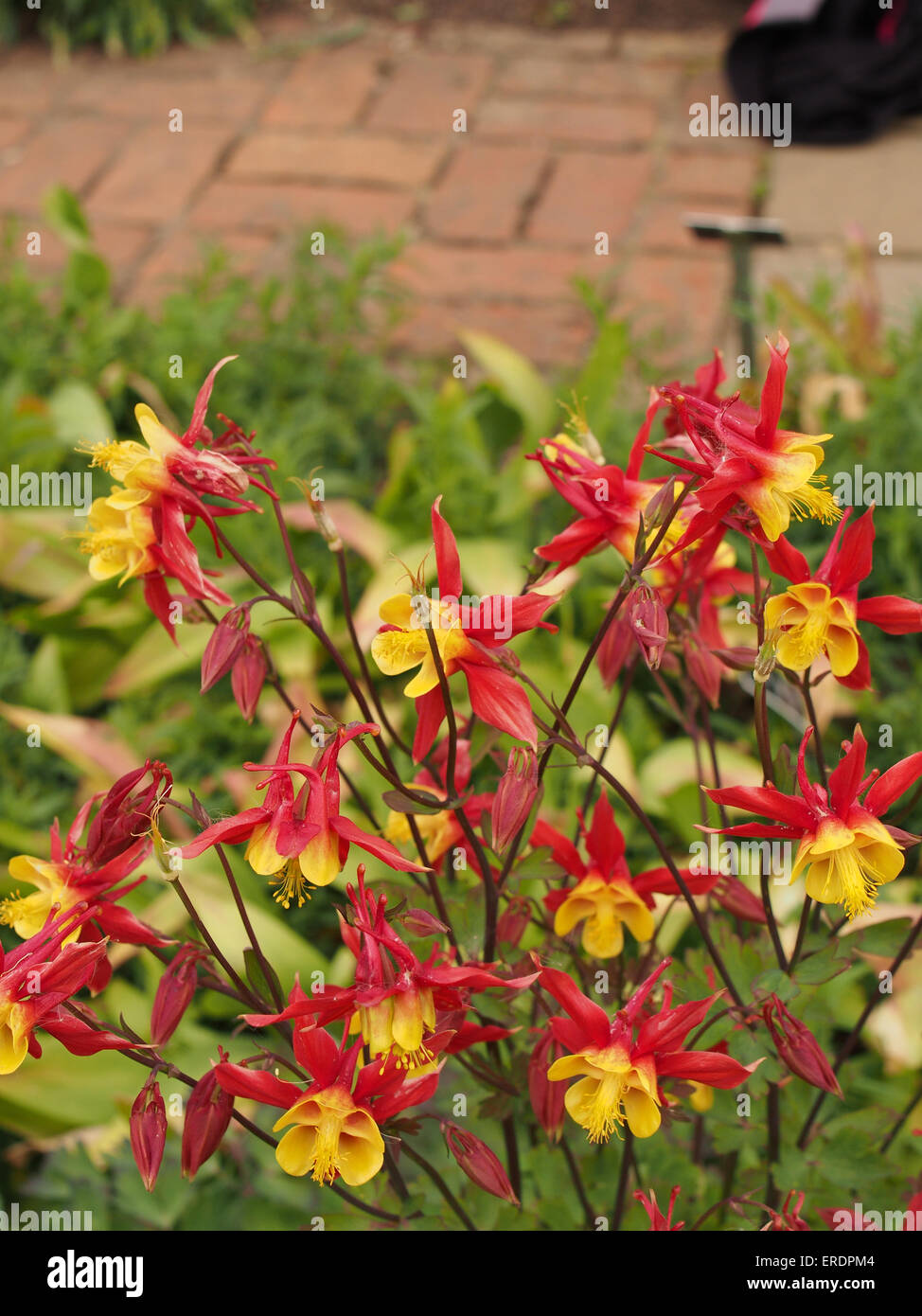 Gelbe und rote Akelei Blumen in einem Land, Garten Stockfoto