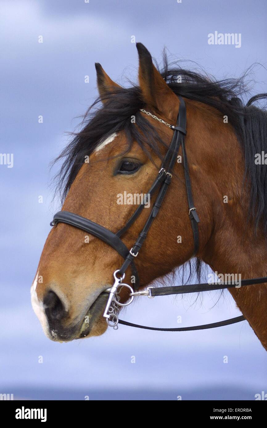 großes Pferd Stockfoto