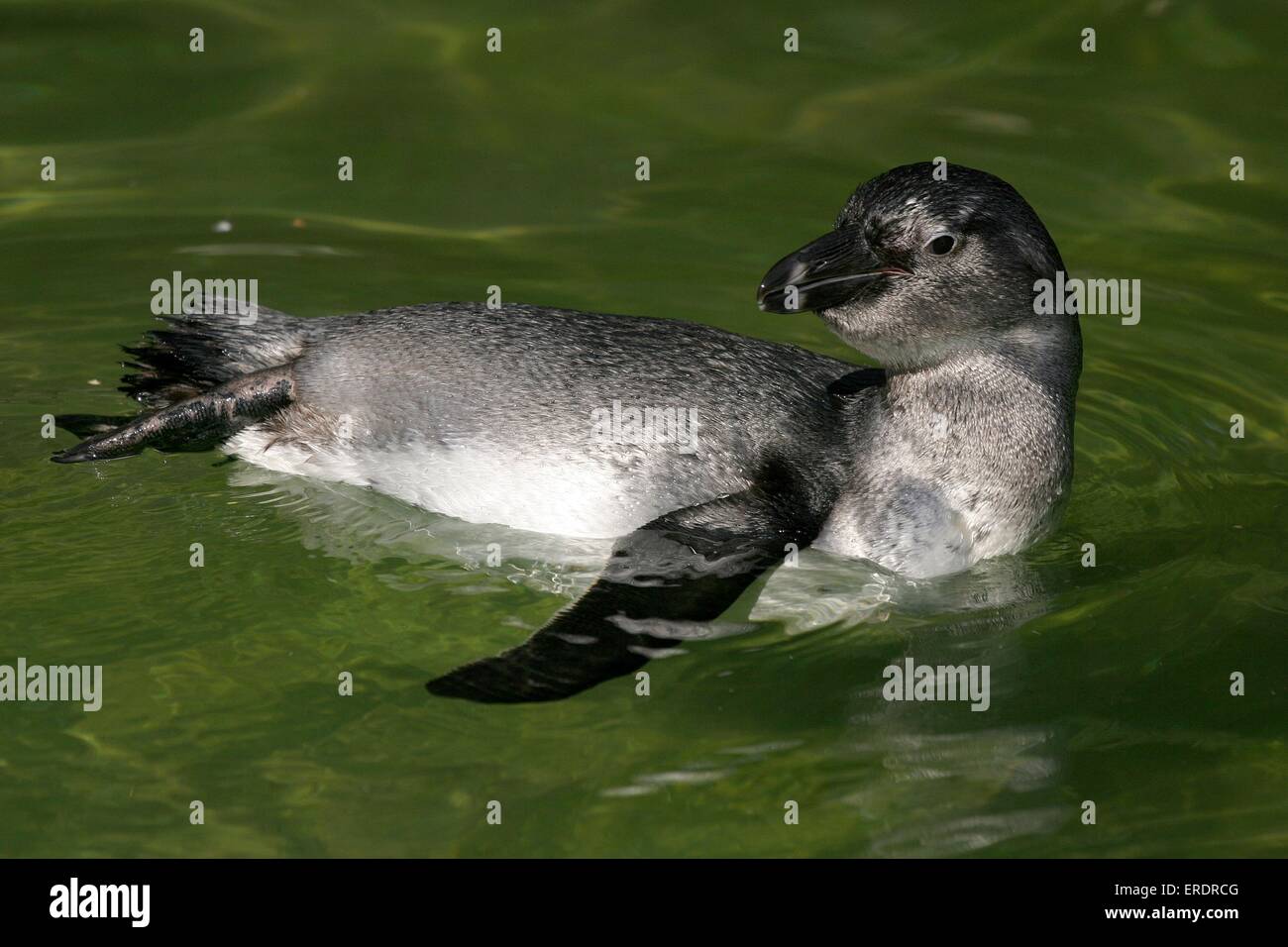 Schwimmen Pinguin Stockfoto
