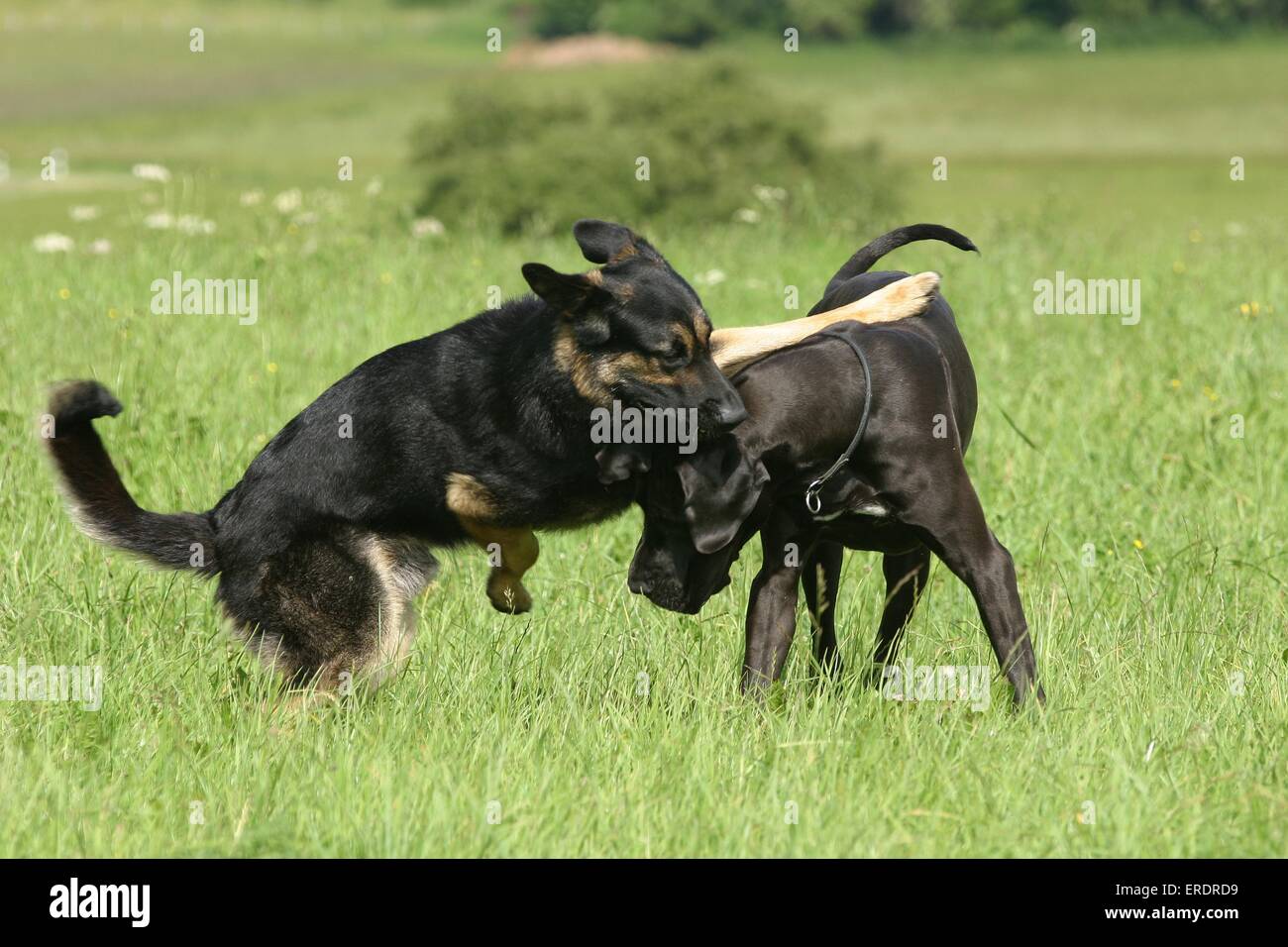 Hunde spielen Stockfoto