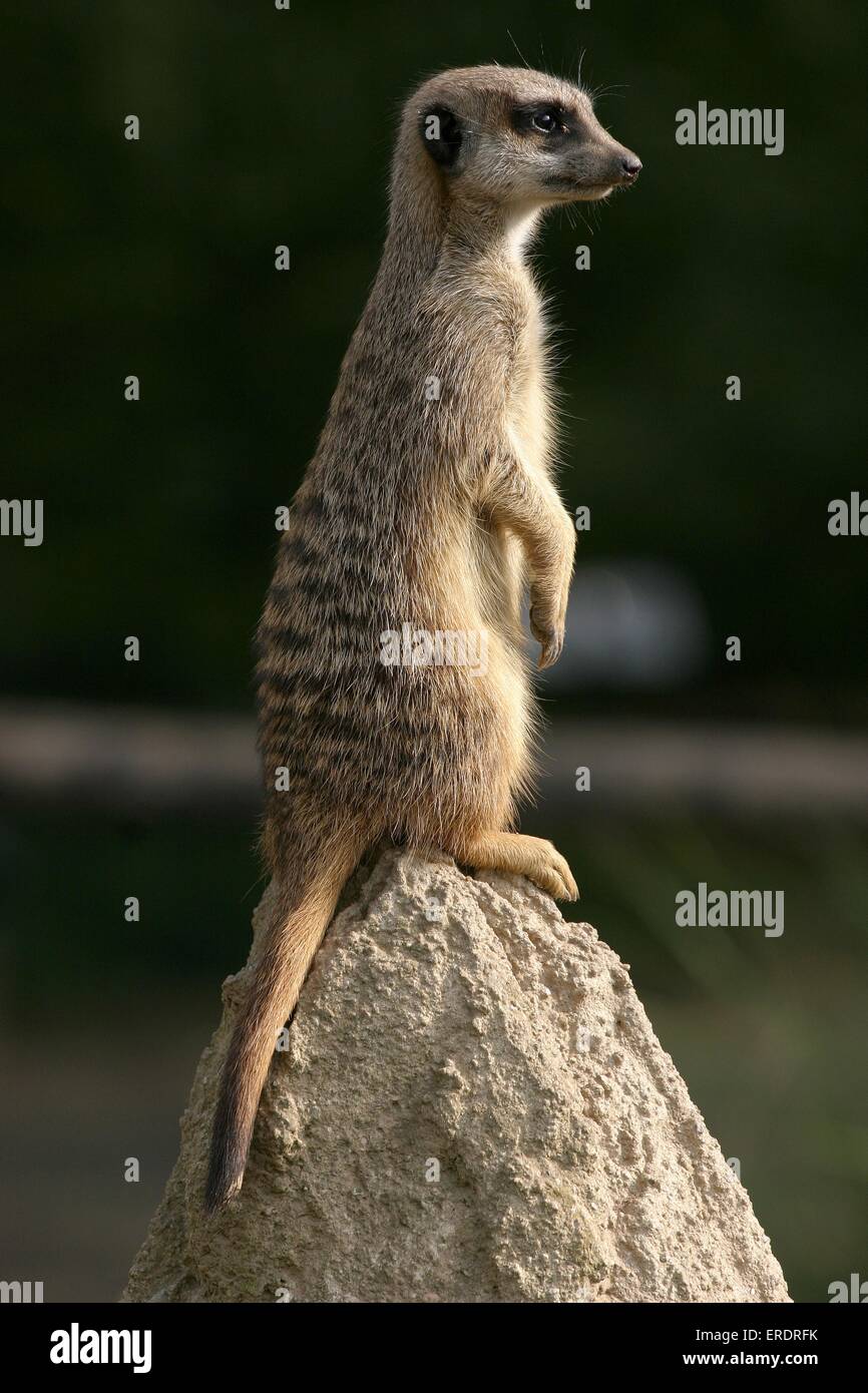 Erdmännchen Stockfoto