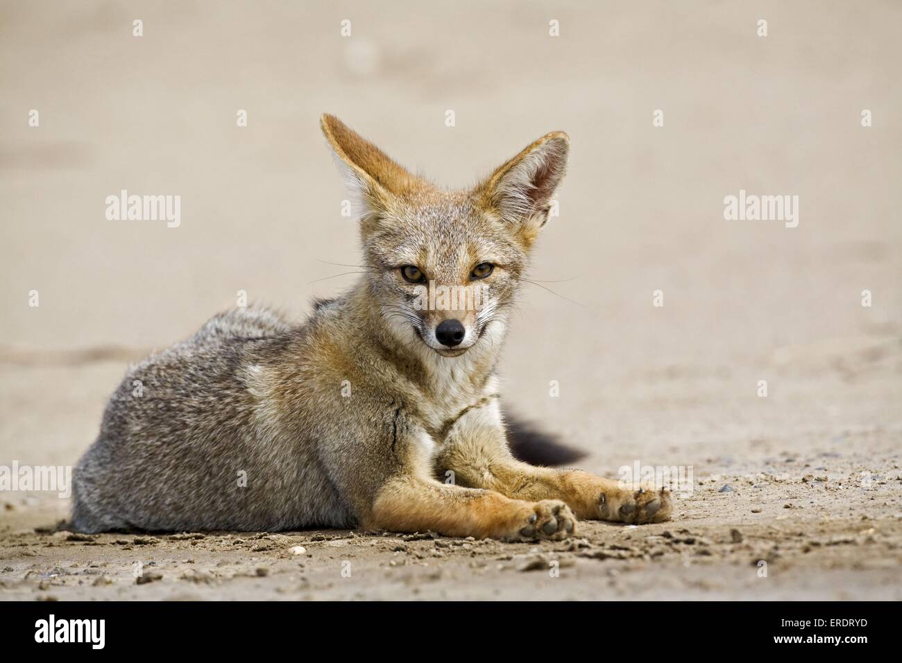 liegenden argentinischen Fuchs Stockfoto