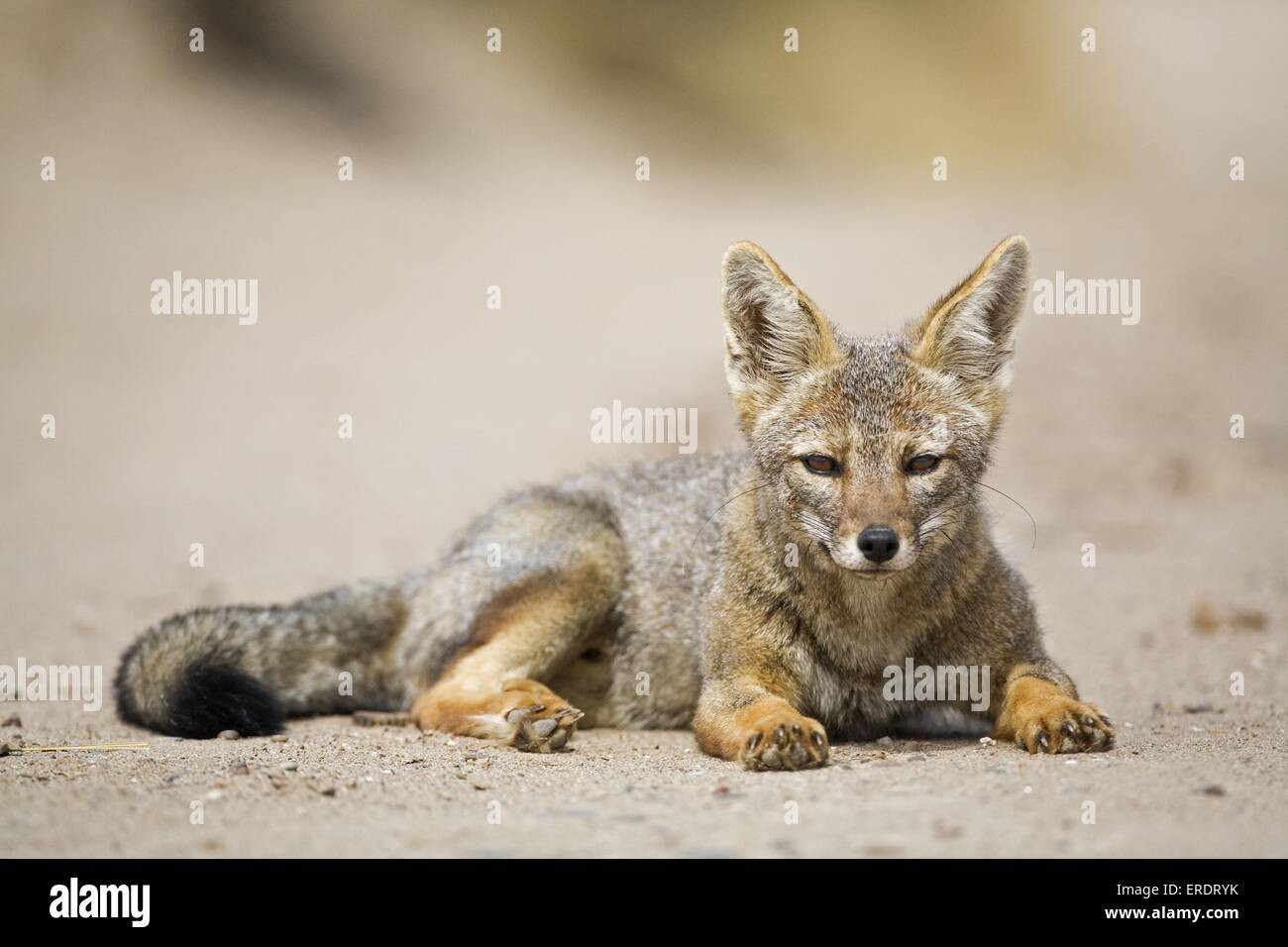 liegenden argentinischen Fuchs Stockfoto