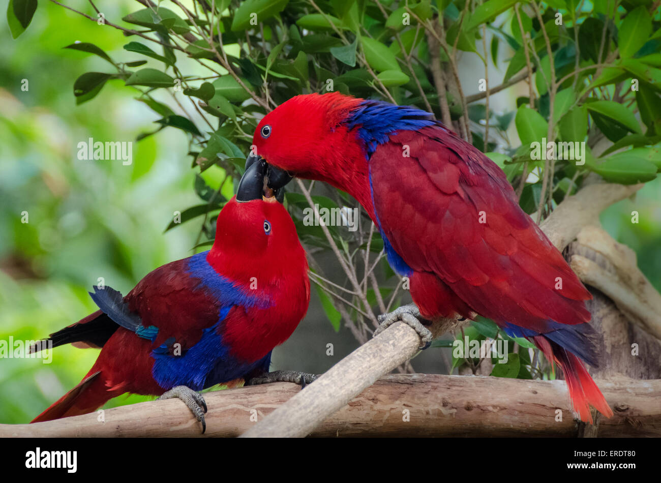 Zwei Papageien Kuss - Liebe Vögel Natur Stockfoto