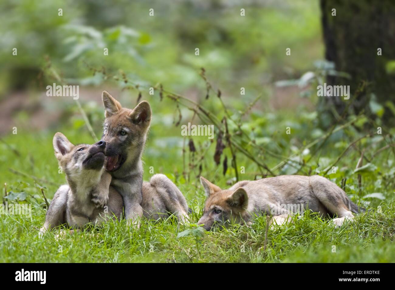 Europäischer Wolf Cubs spielen Stockfoto