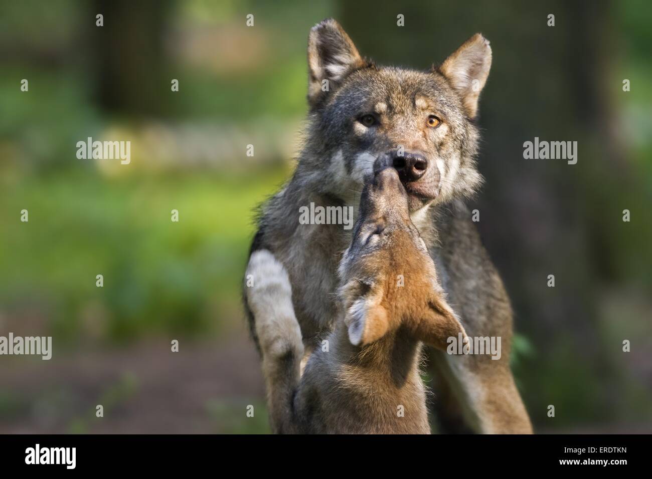 Europäische Wölfe Stockfoto