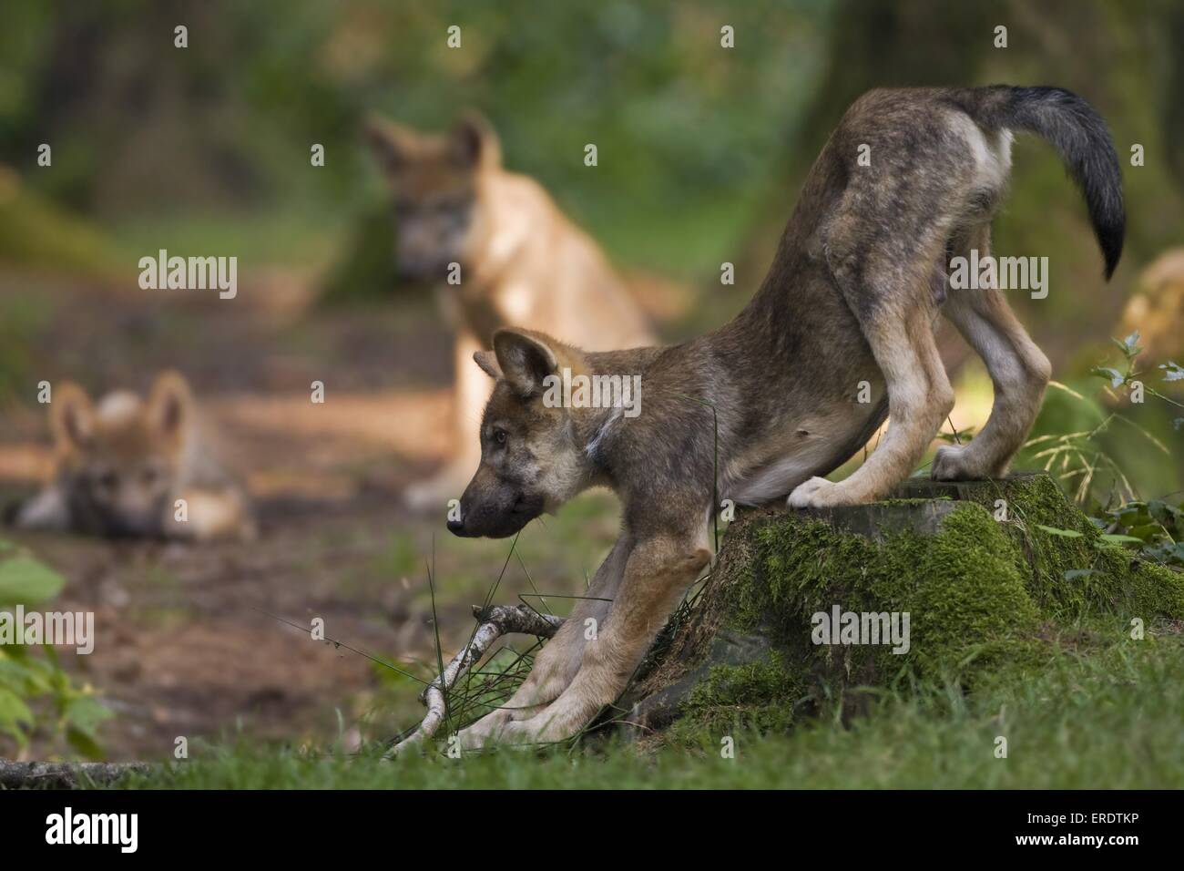 Europäischer Wolf cubs Stockfoto