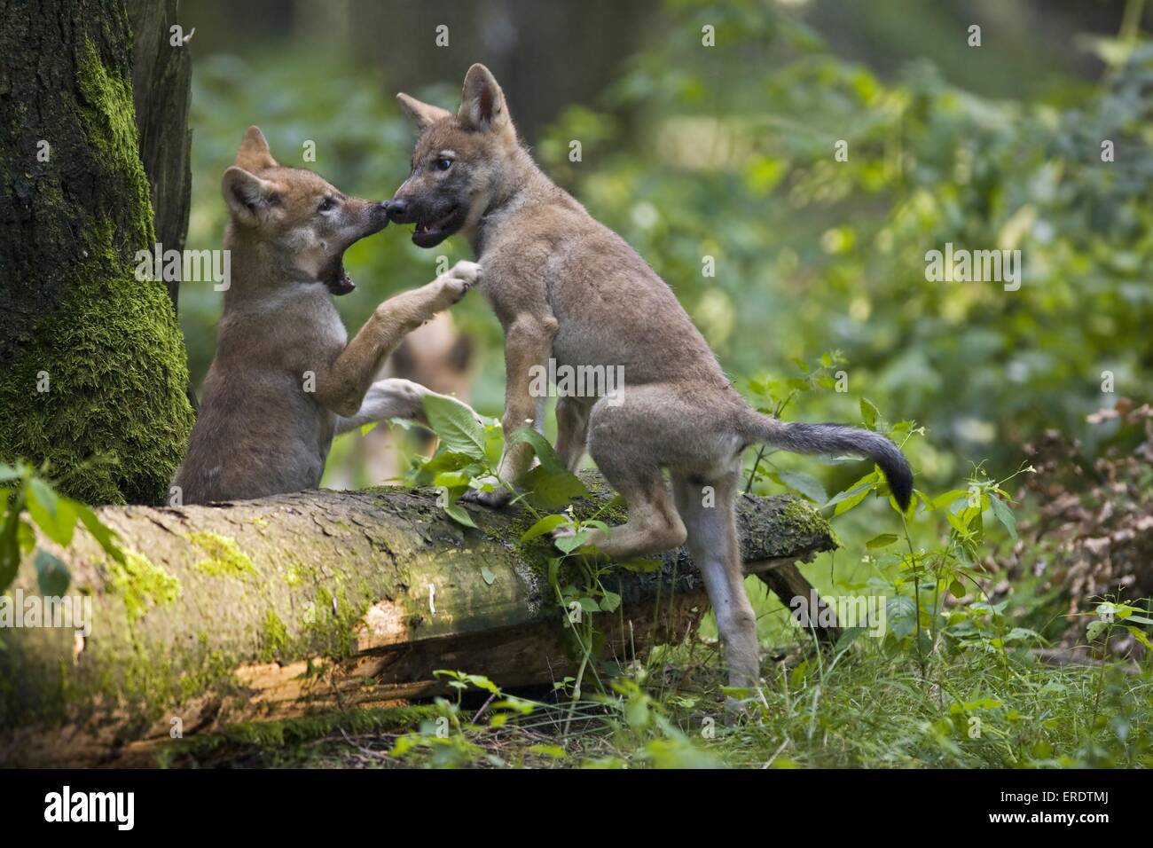 Europäischer Wolf Cubs spielen Stockfoto