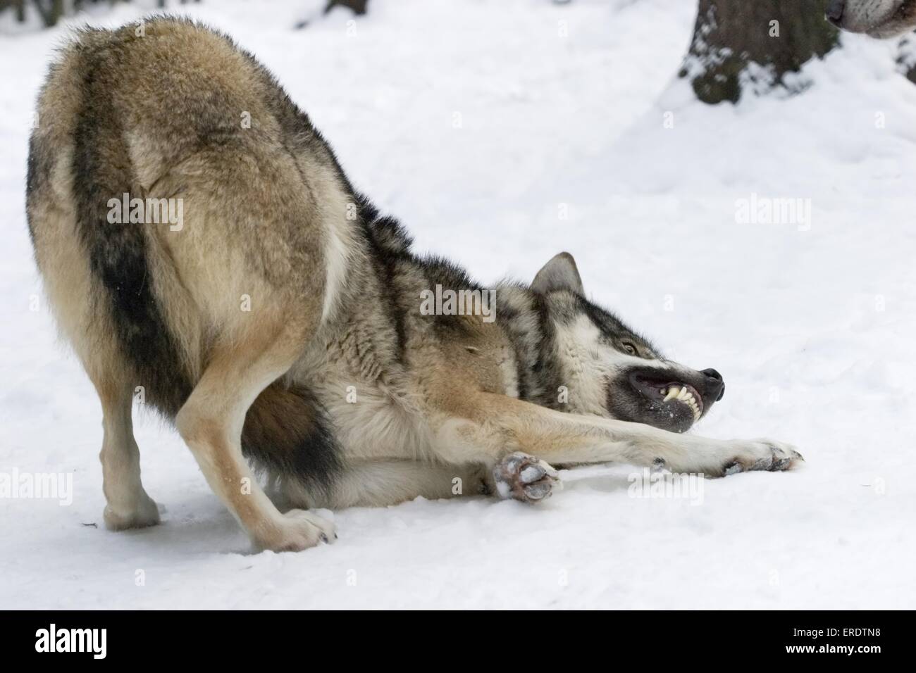 Europäischer wolf Stockfoto
