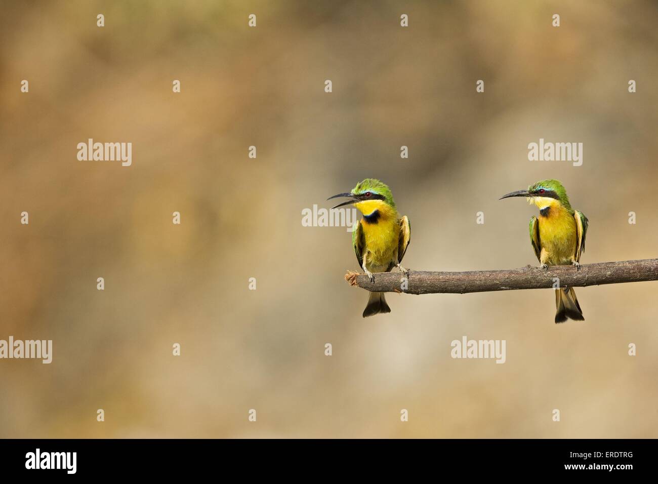 Kleine Bienenfresser Stockfoto