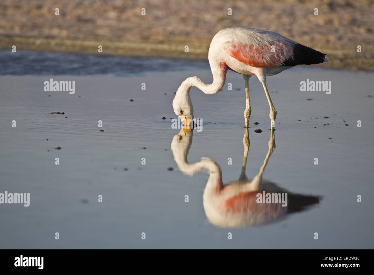 Anden-flamingo Stockfoto