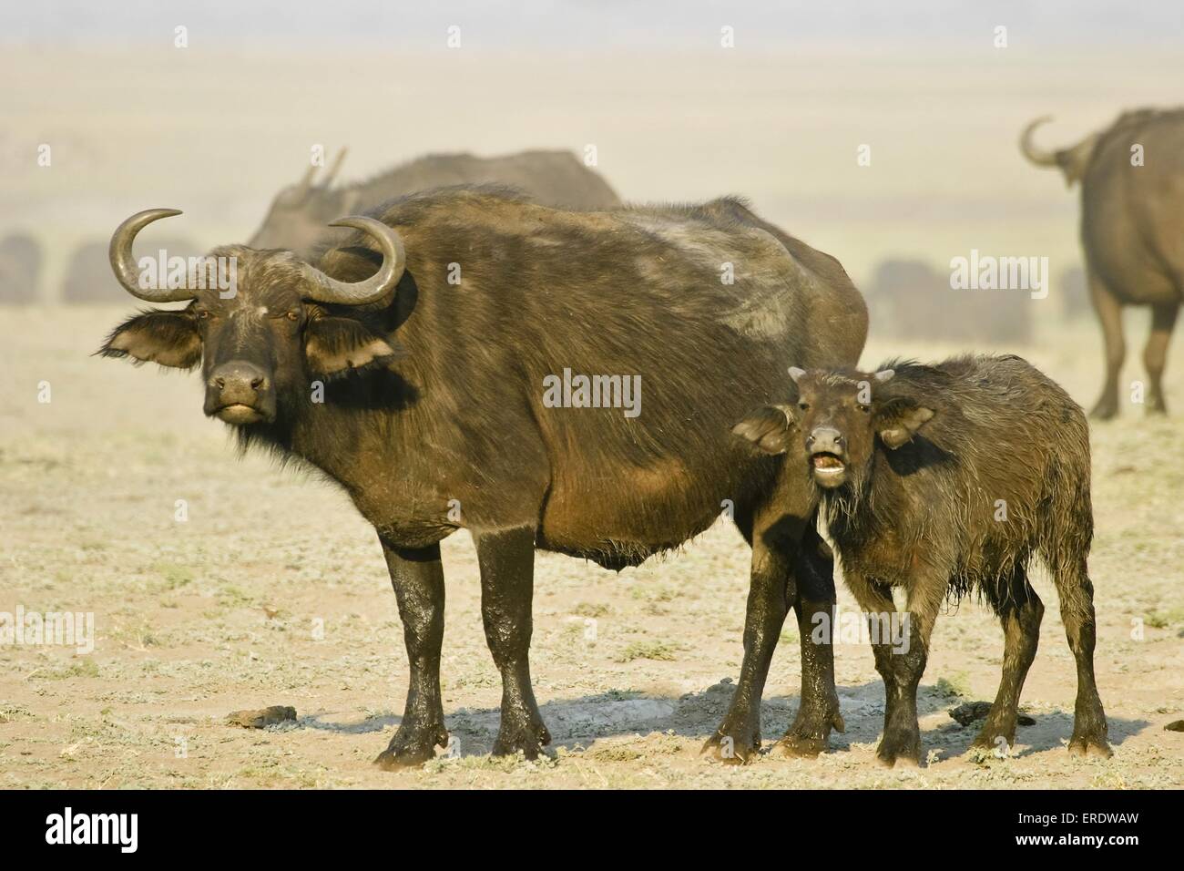Kap-Büffel Stockfoto