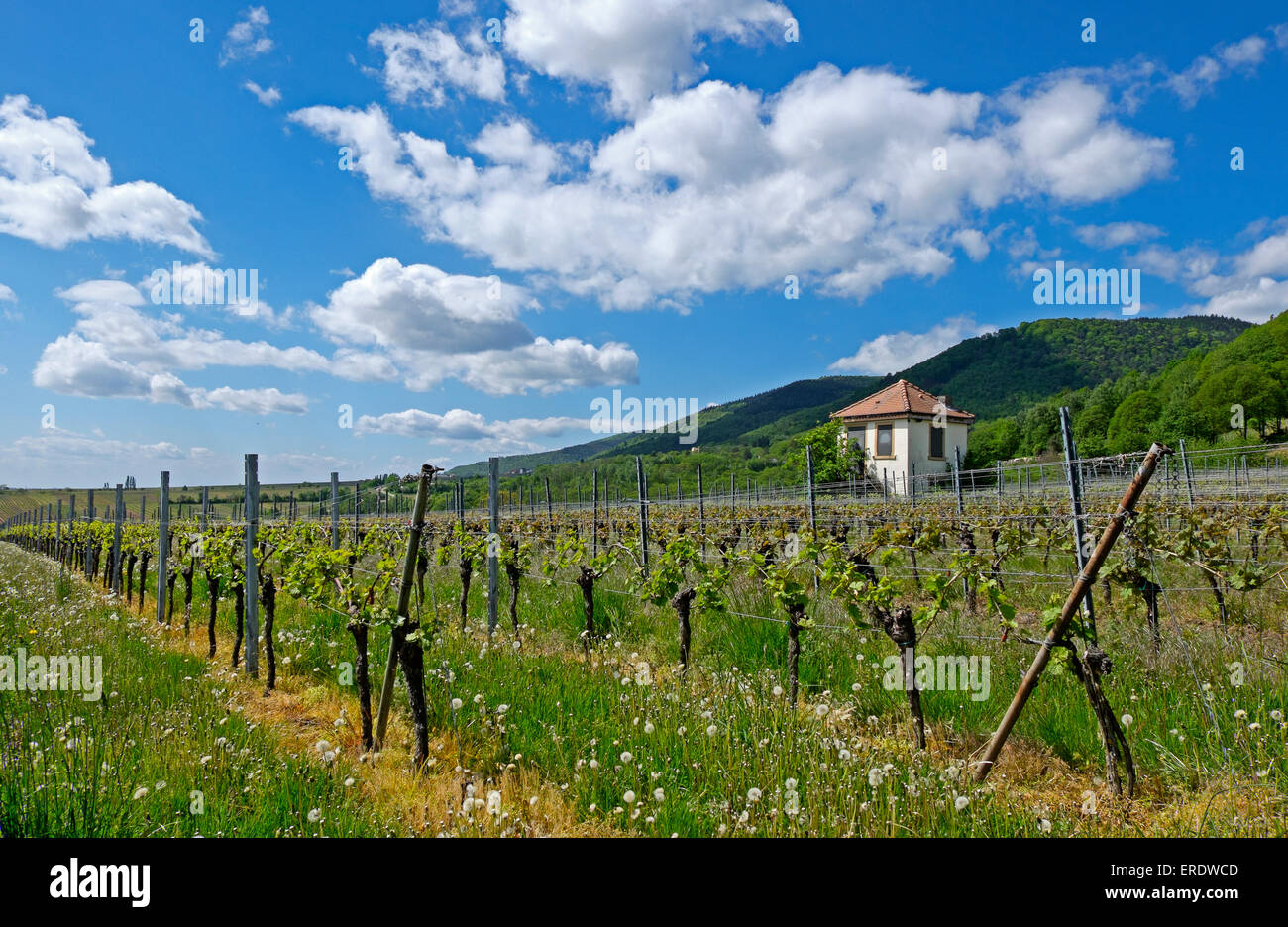 Weingut Ferienhaus, Edenkoben, deutsche oder Südliche Weinstraße, Pfalz, Rheinland-Pfalz, Deutschland Stockfoto