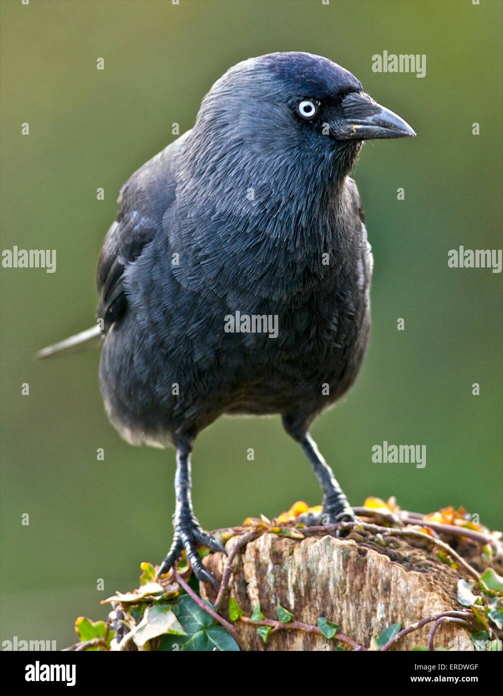 DOHLE Corvus Monedula kleinere Mitglied der Krähe Familie, eine intelligente Allesfresser Vogel Stockfoto