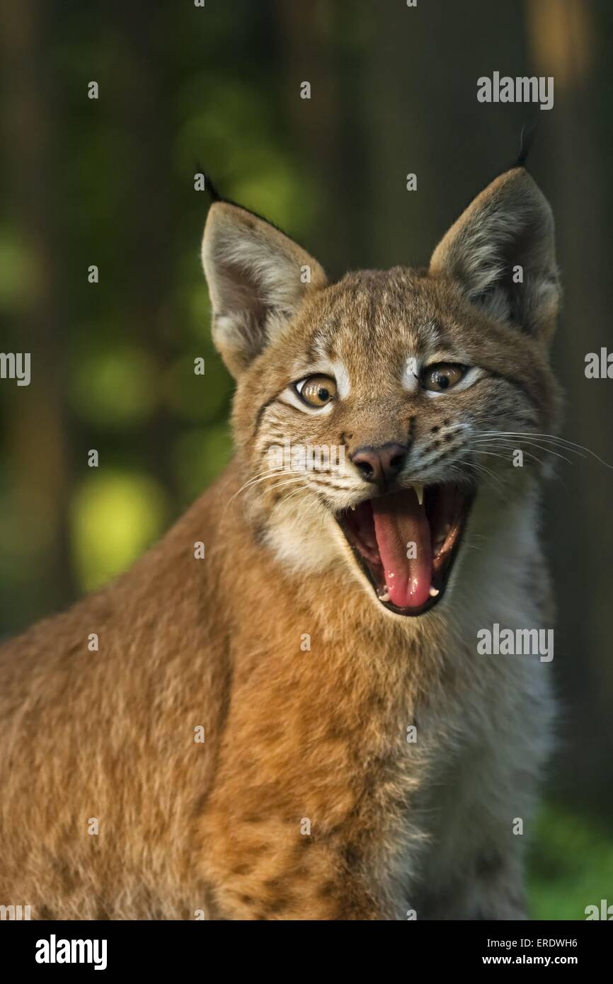 junge europäische Luchs Stockfoto