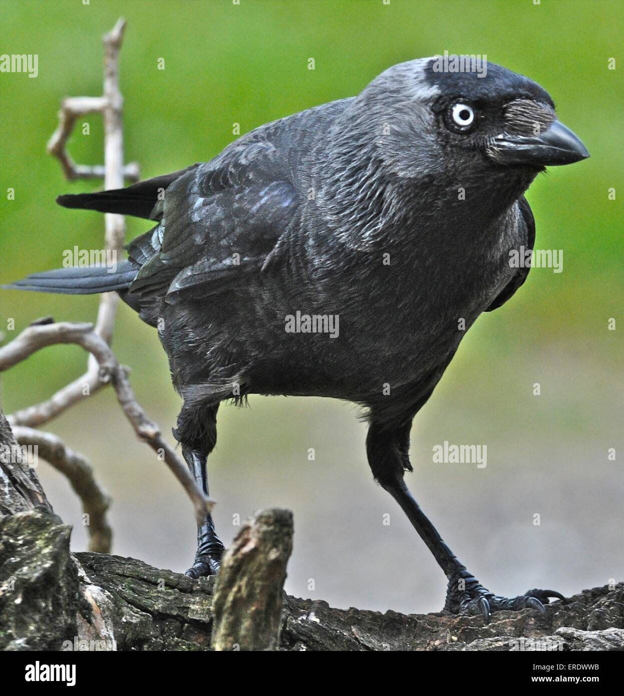 DOHLE Corvus Monedula kleinere Mitglied der Krähe Familie, eine intelligente Allesfresser Vogel Stockfoto