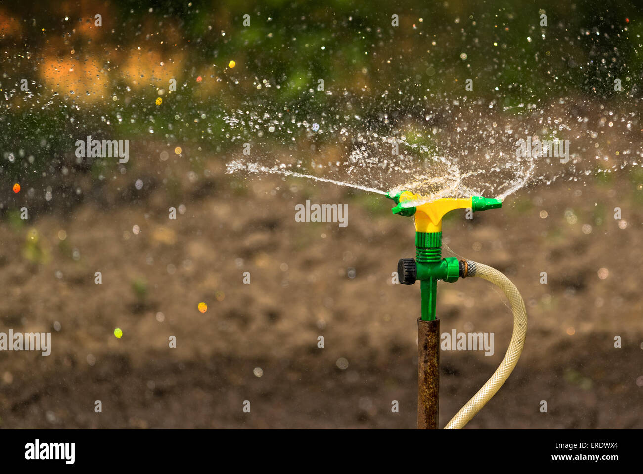 Kunststoff Haus Garten Bewässerung Sprinkler in Betrieb kultiviert landwirtschaftliche Garten Stockfoto