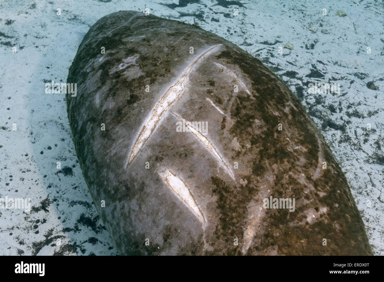 Rückseite des West Indian Manatee oder Seekuh (Trichechus Manatus) mit Narben von Boot Schraube, Three Sisters Springs, Manatee Reserve Stockfoto