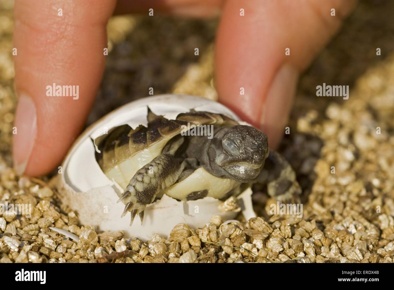 Hermanns Schildkröte Stockfoto