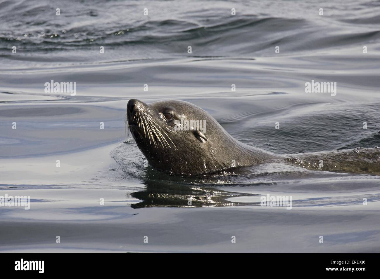 Seelöwen schwimmen Stockfoto