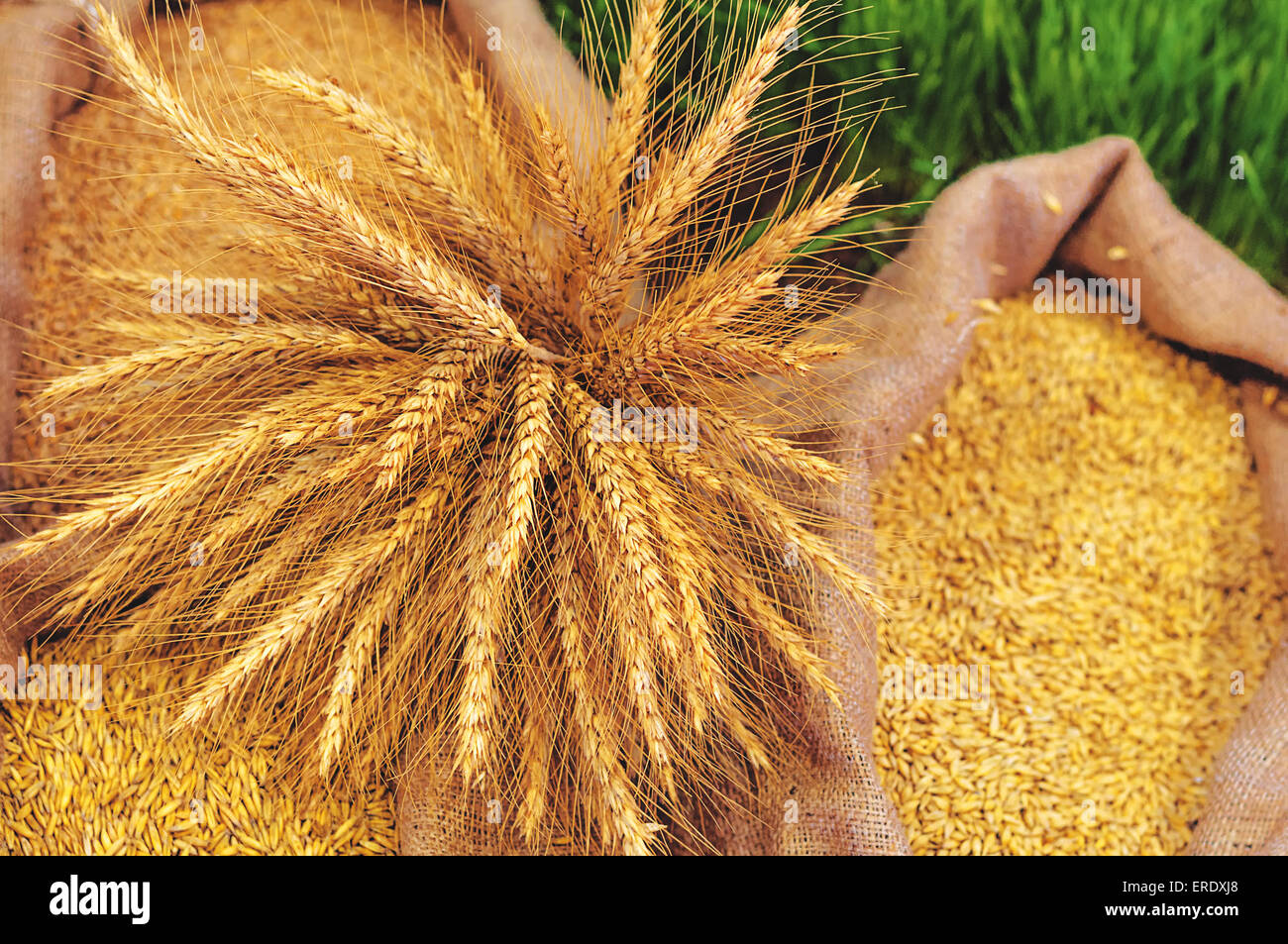 Reife Ähren und Säcke mit Getreide für die Ernte Saison Hintergrund. Stockfoto