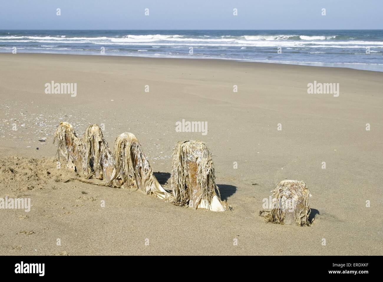 Walskelett Stockfoto