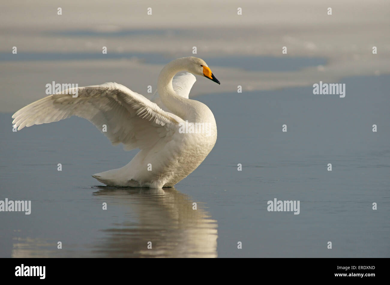 Singschwan (Cygnus Cygnus) im Wasser mit ausgebreiteten Flügeln, Kuusamo, Finnland Stockfoto