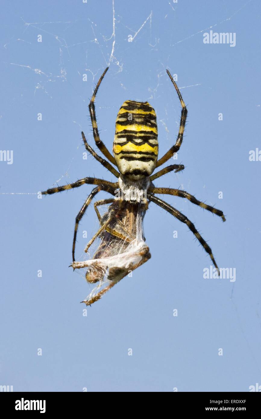 Wasp spider Stockfoto