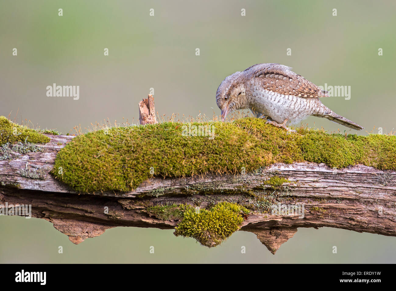 Wendehals (Jynx Torquilla), Nahrungssuche, mittlere Elbe-Biosphärenreservat, Sachsen-Anhalt, Deutschland Stockfoto