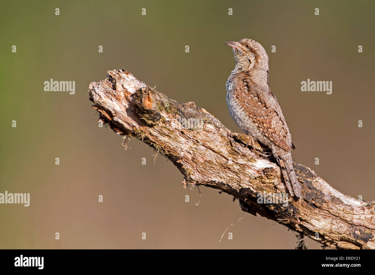 Wendehals (Jynx Torquilla), mittlere Elbe-Biosphärenreservat, Sachsen-Anhalt, Deutschland Stockfoto