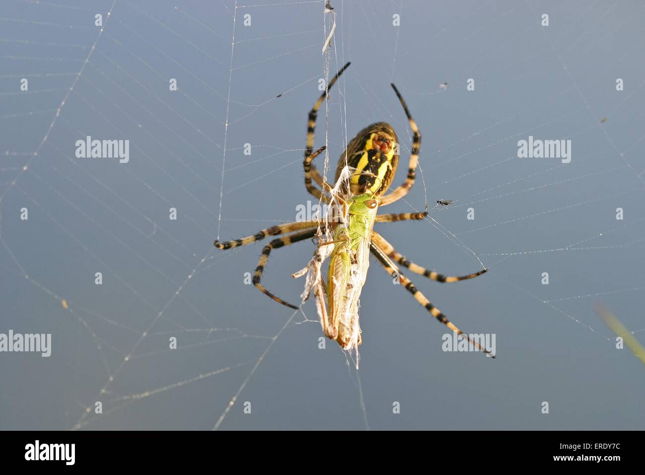 Wasp spider Stockfoto