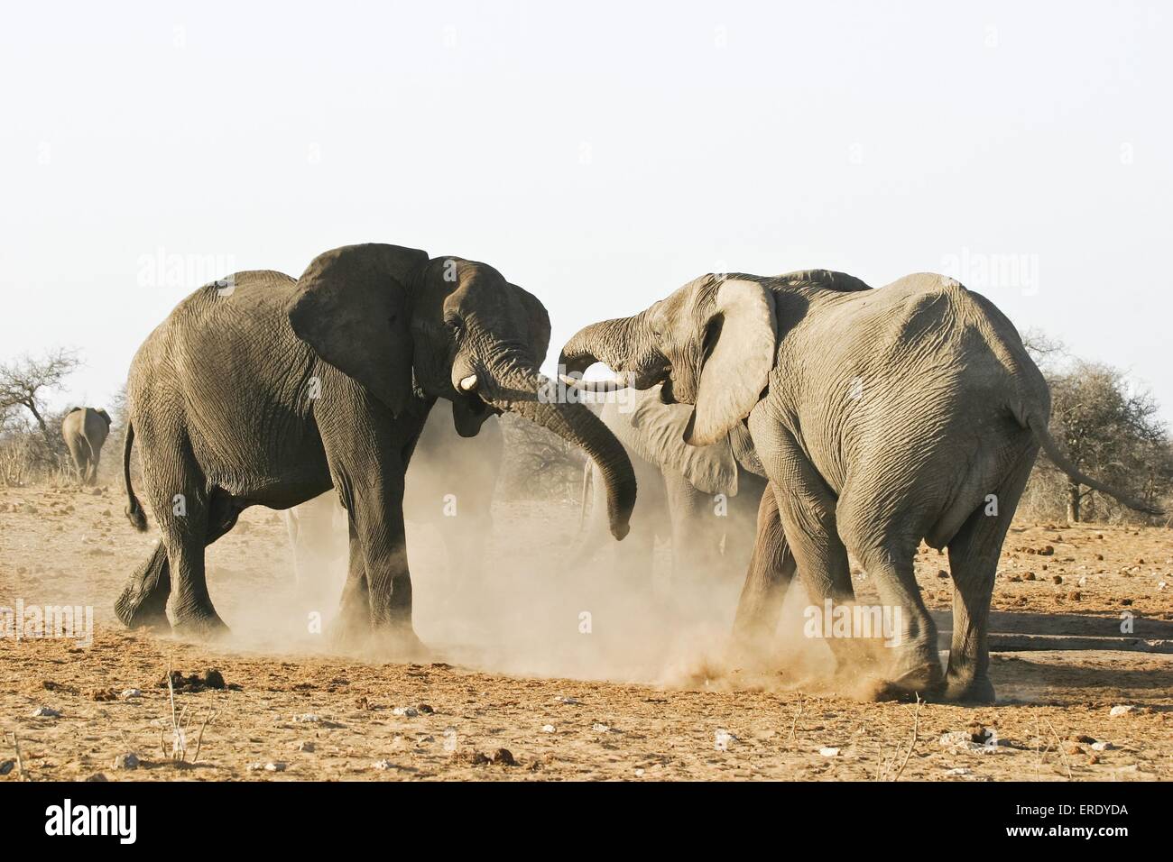 Afrikanische Elefanten kämpfen Stockfoto